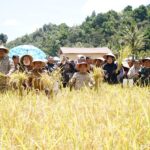 Gubernur Al Haris: Pemprov dan Pemkab Bersinergi Benahi Sistem Pertanian Agar Hasil Meningkat