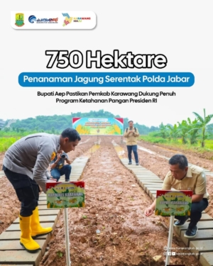 Penanaman Jagung Serentak Polda Jabar, Bupati Aep Pastikan Pemkab Karawang Dukung Penuh Program Ketahanan Pangan Presiden RI