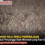 POHON PALA PERLU PEREMAJAAN: Solusi Penyangga Alam Morowali yang Kian Gundul, Warga Desak Reboisasi Segera