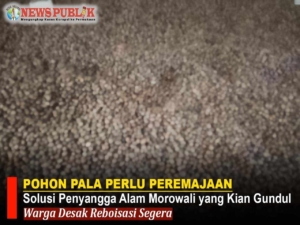 POHON PALA PERLU PEREMAJAAN: Solusi Penyangga Alam Morowali yang Kian Gundul, Warga Desak Reboisasi Segera