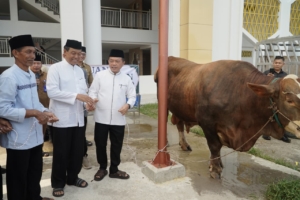 Al Haris serahkan sapi kurban Presiden Prabowo di Jambi