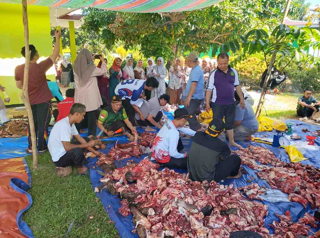 Penyembelihan sapi kurban di Kemenag Kaur