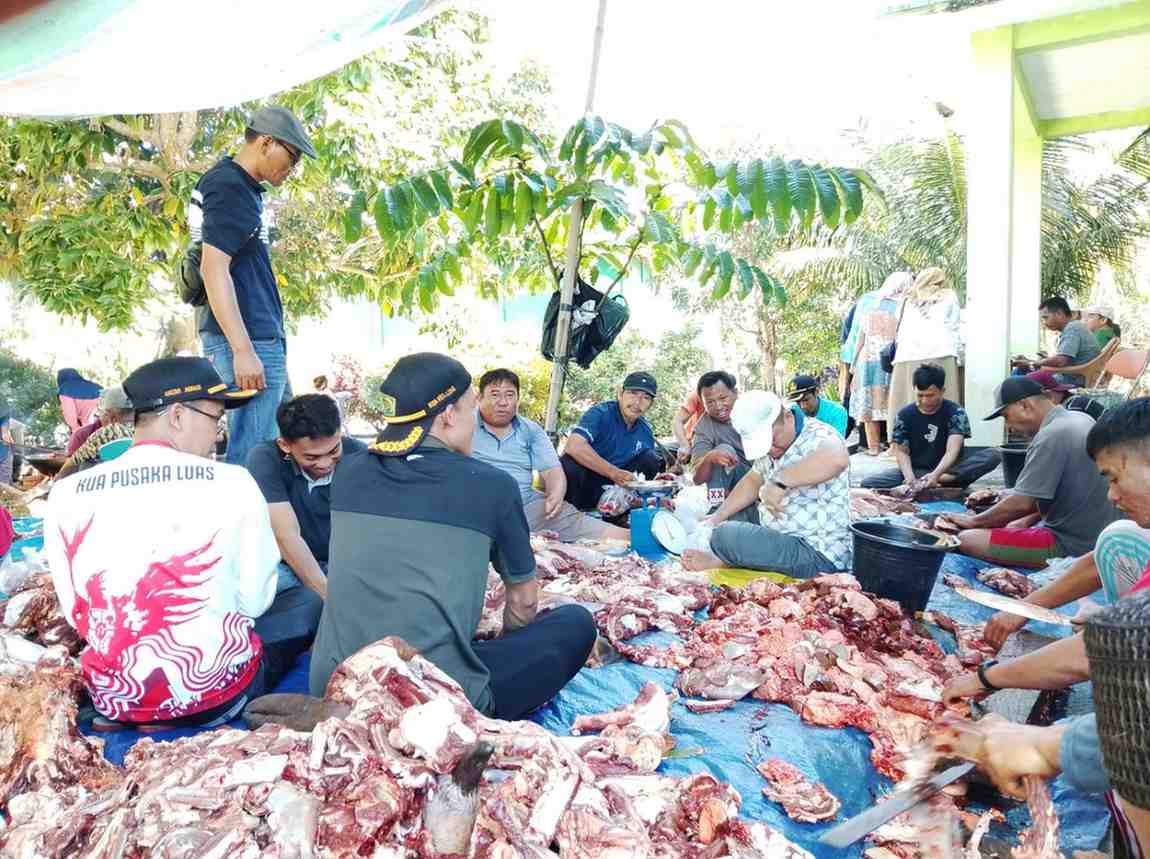 Penyembelihan sapi kurban di Kemenag Kaur