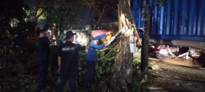 Aksi Sigap Damkar Mauk dan Pos Rajeg: Pohon Ambon Ditaklukkan Setelah Ditabrak Mobil Box Kontainer di Jalan Raya Mauk Damkar mauk