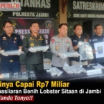 Benih lobster Rp7,18 miliar diamankan Polresta Jambi.